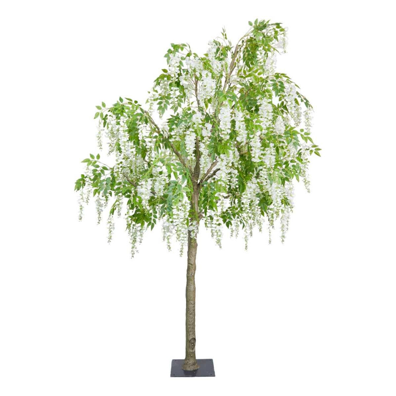 ALBERO GLICINE H.CM.360