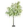 ALBERO GLICINE H.CM.360